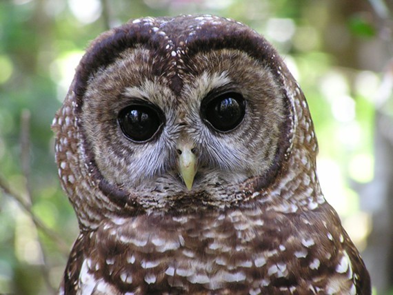 44314990_northern_spotted_owl.jpg