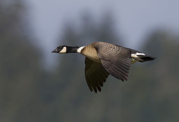 Aleutian Cackling Goose in Flight credit Mike Peters