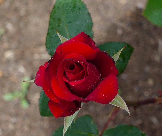 Kardinal rose (hybrid tea)