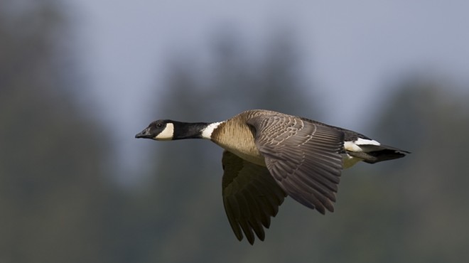 Sunrise at the Refuge: Aleutian Cackling Goose Fly-Off and Family Fun Weekend