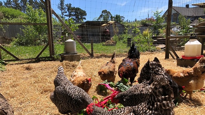 Backyard Poultry Workshop