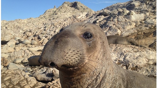 Seals, Sea Lions and Seabirds: Stories of Success from the North Coast