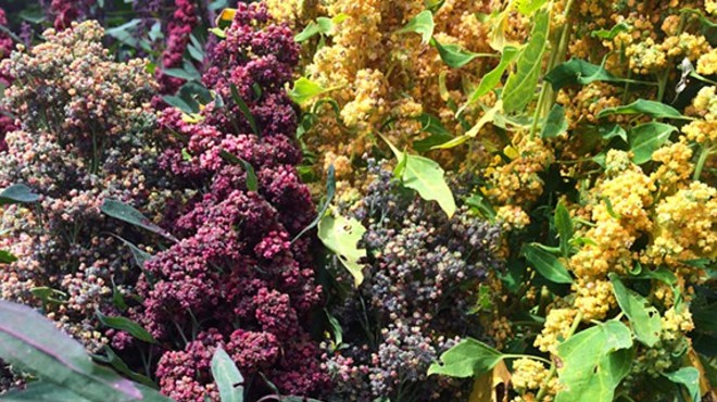Growing, Processing, and Eating Quinoa