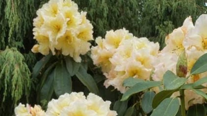 Rhododendron Show and Plant Sale