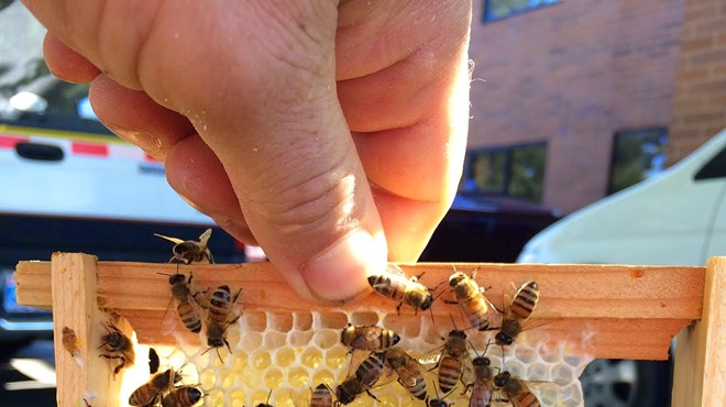 Humboldt County Beekeepers Association