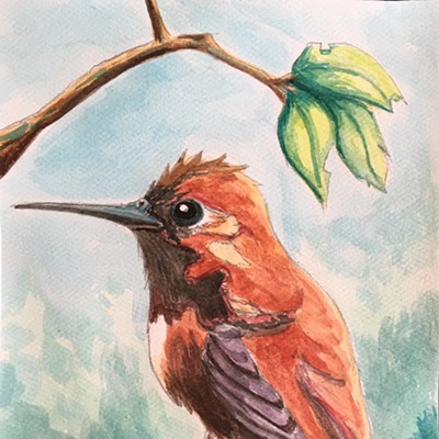 Watercolor Wednesday- Rufous Hummingbird