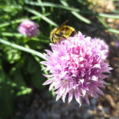 Bee on chive blossom