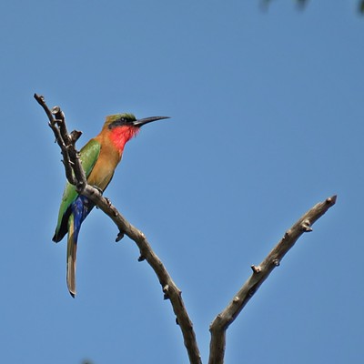 Red-throated Bee-eater, South Africa
