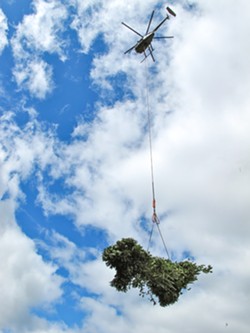 PHOTO BY EMILY BRADY - A law enforcement helicopter hoists a bundle of mature marijuana plants.