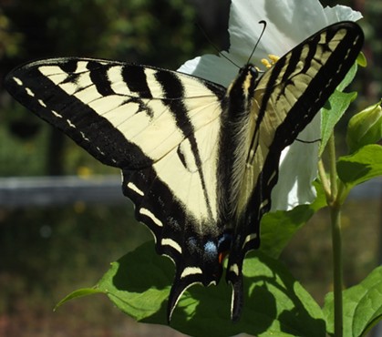 A perfect Tiger Swallowtail. - ANTHONY WESTKAMPER