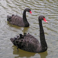 A theory that posits "all swans are white" can be refuted by the existence of a single black swan.