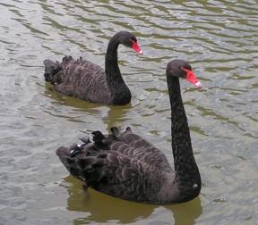A theory that posits "all swans are white" can be refuted by the existence of a single black swan.