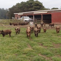 Alexandre Farms pigs