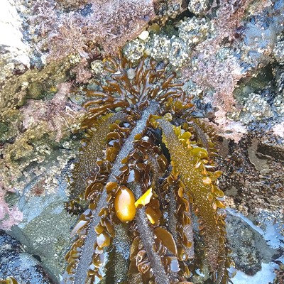 Algas de la Costa/Seaweed of the Coast