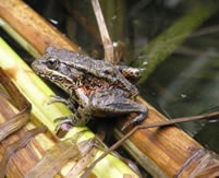 The California red-legged frog, or Rana draytonii. Let's hope fame doesn't spoil him. - FROM THE U.S. FISH AND WILDLIFE WEBSITE