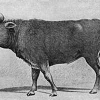 Aurochs, ancient relatives of modern cattle, were once herded for milk. Depicted in many cave paintings, aurochs were huge: adults were 6.5 feet at the shoulder and weighed 2,200 pounds. They went extinct about 400 years ago. (Public domain)