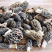 Big pile o' morels.  Creative Commons-licensed photograph by Flickr user Larry Page.