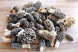 Big pile o' morels.  Creative Commons-licensed photograph by Flickr user Larry Page.
