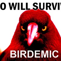This is Birdemic