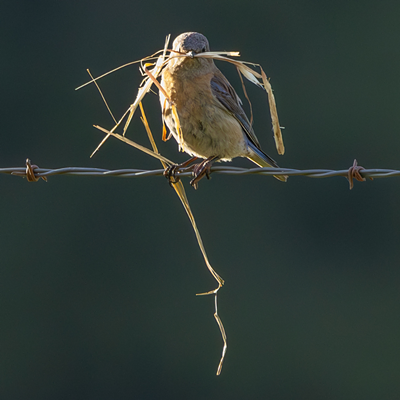 Bluebird with nesting material.
