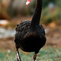 Black Swan (Cygnus atratus) Tasmania, Australia