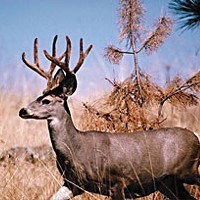 Blacktail deer. Photo courtesy of the Oregon Department of Fish and Wilflife.