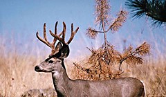Blacktail On