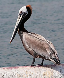 Brown pelican (GNU license)