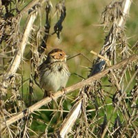 Little bunting.