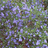 Ceanothus thyrsiflorus "Blueblossom." According to the California Native Plant Society's website, it likes a well drained soil and full sun, and has a "very high wildlife value." Photo by A. Barra, Wikimedia