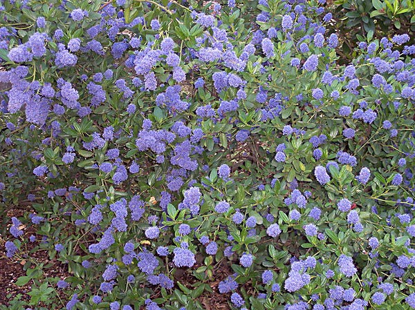 Ceanothus thyrsiflorus "Blueblossom." According to the California Native Plant Society's website, it likes a well drained soil and full sun, and has a "very high wildlife value." Photo by A. Barra, Wikimedia