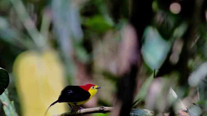 Chasing birds in the Amazon and the Alpine: Stories from a Field Biologist