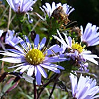 Common aster. By Flickr user Joe Godin. Creative Commons Attribution License.