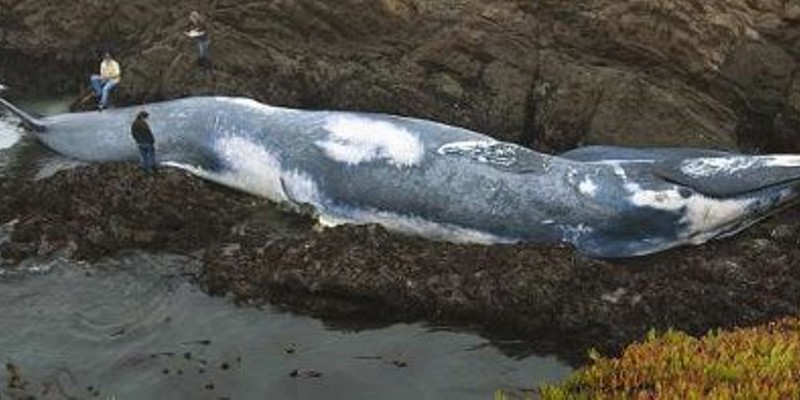Dead Blue Whale Report: Permit Violations