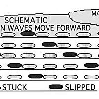 Diagram of slug locomotion by Don Garlick.