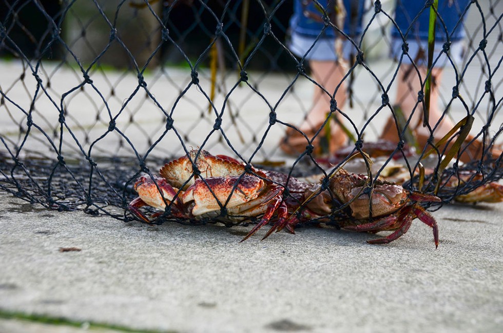 A small catch of rock crabs. - PHOTO BY DREW HYLAND