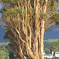 Eucalyptus trees on the Highway 101 corridor. Photo by Heidi Walters