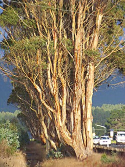 Eucalyptus trees on the Highway 101 corridor. Photo by Heidi Walters