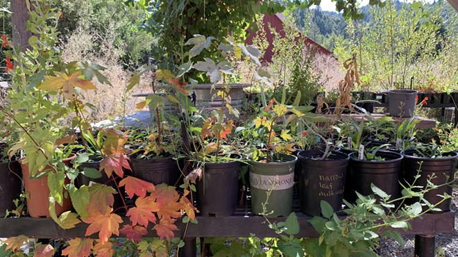 Fall Garden Celebration & Native Plant Sale