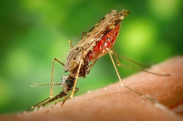 Female Anopheles albimanus mosquito feeding on human blood (only females drink blood) in Central America, potentially passing on malaria parasites. - JAMES GATHANY, CENTER FOR DISEASE CONTROL AND PREVENTION. PUBLIC DOMAIN.