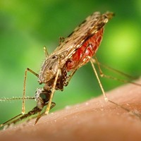 Female Anopheles albimanus mosquito feeding on human blood (only females drink blood) in Central America, potentially passing on malaria parasites.
