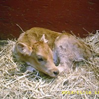 Calf Saved After Falling out of a Truck on Highway 101