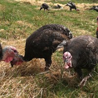 Free-range turkeys on Kokte Ranch
