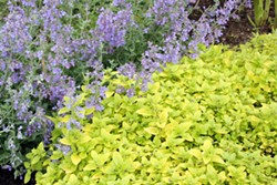 PHOTO BY GENEVIEVE SCHMIDT - Golden oregano is a colorful accent in the landscape.
