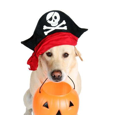 Halloween Party + Kid and Dog Costume Party
