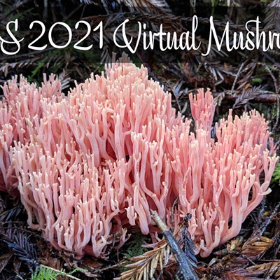 HBMS 2021 Virtual Mushroom Fair featuring a lovely pink Ramaria (coral fungus)