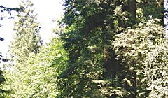 Drive-Thru Redwoods
