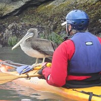 His Beak Can Hold More Than Your Kayak Can