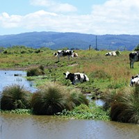 Holsteins hang out next to a stream in the Arcata bottoms.  While the new regulations don’t ban cows from streams, they will suggest creating fenced-off bumper zones in many cases.