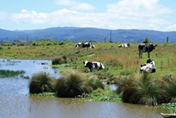 PHOTO BY ZACH ST. GEORGE - Holsteins hang out next to a stream in the Arcata bottoms.  While the new regulations don’t ban cows from streams, they will suggest creating fenced-off bumper zones in many cases.